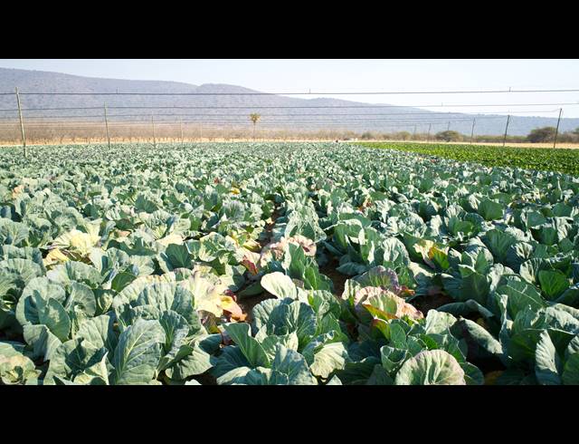 31HA FARM FOR SALE IN WEENEN